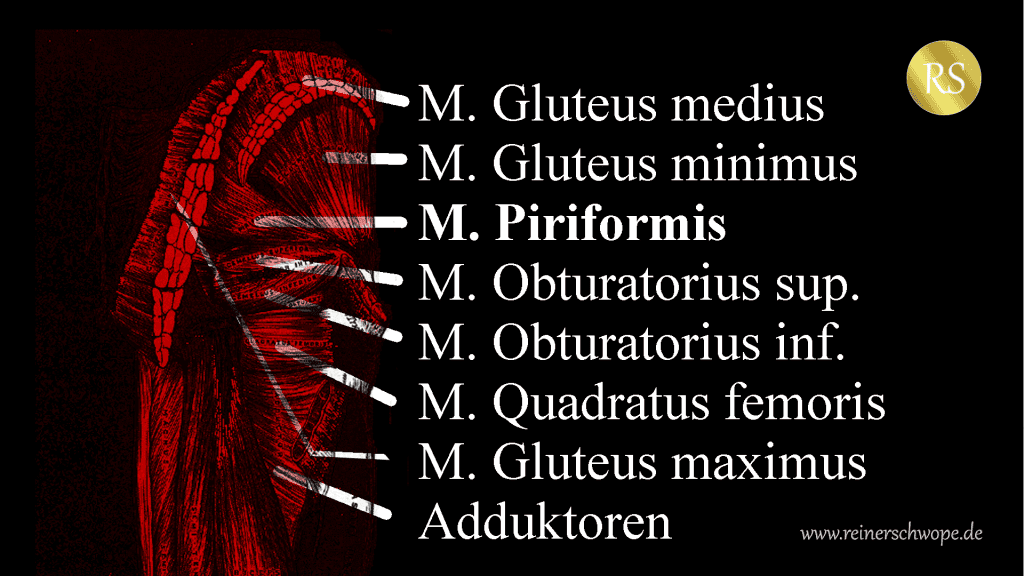 Der M. Piriformis von hinten