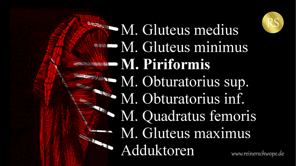 M. Piriformis: Kleiner Muskel - große Probleme 9 Der M. Piriformis von hinten