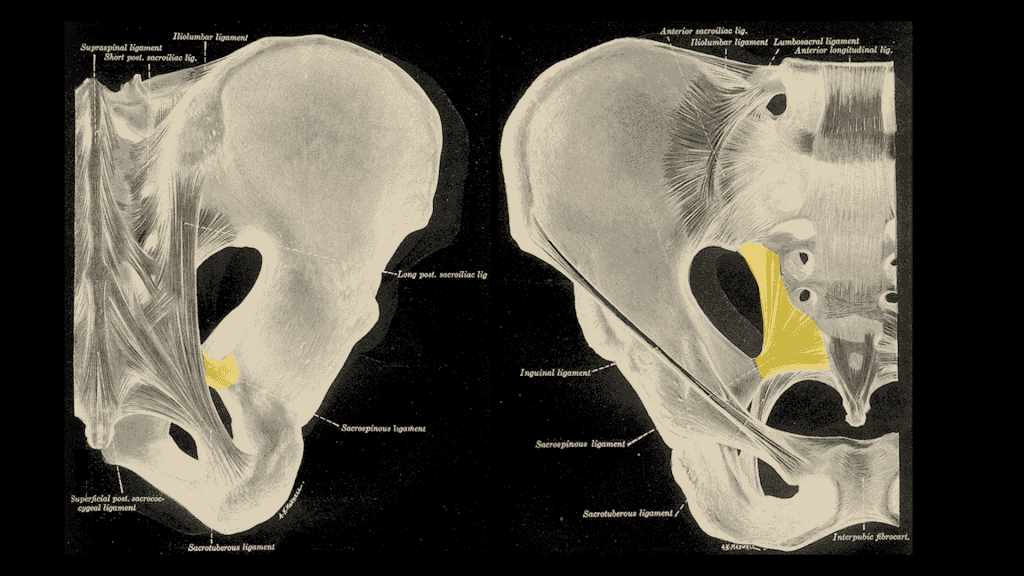 M. Piriformis: Kleiner Muskel - große Probleme 5 M. Piriformis: Kleiner Muskel - große Probleme 4