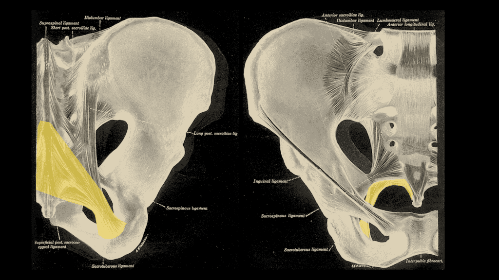 M. Piriformis: Kleiner Muskel - große Probleme 6 M. Piriformis: Kleiner Muskel - große Probleme 5