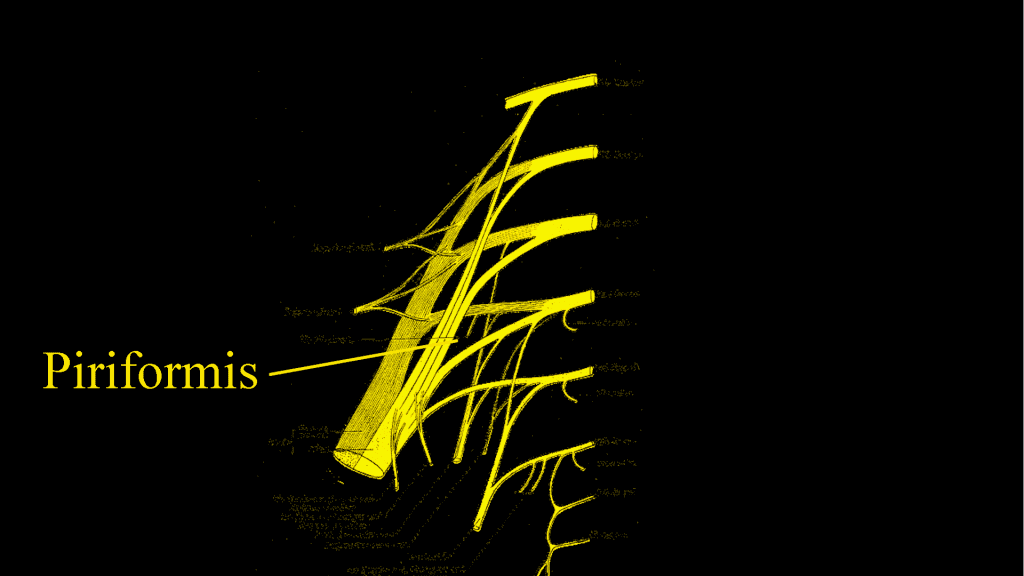 M. Piriformis: Kleiner Muskel - große Probleme 3