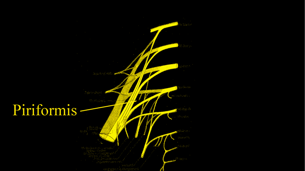 M. Piriformis: Kleiner Muskel - große Probleme 4 M. Piriformis: Kleiner Muskel - große Probleme 3