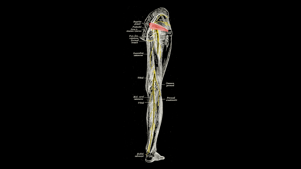 M. Piriformis: Kleiner Muskel - große Probleme 8