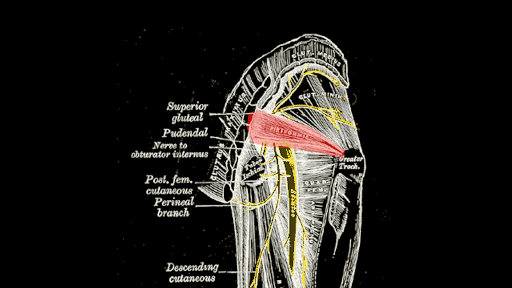 M. Piriformis: Kleiner Muskel - große Probleme 7