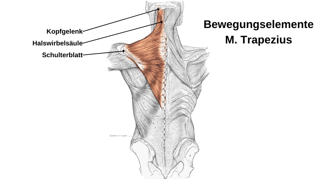 M. Trapezius und seine Dehnung 7