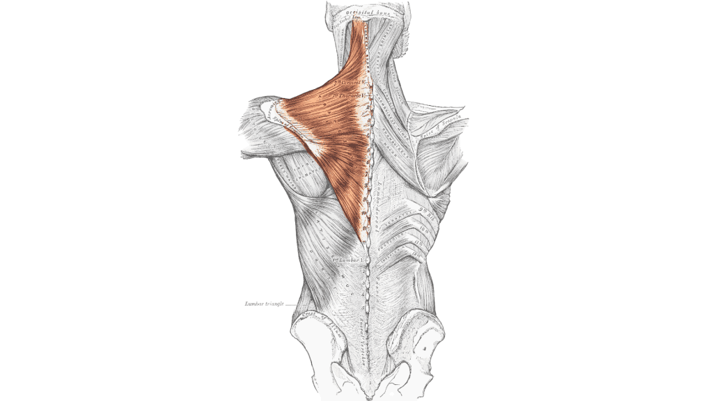 M. Trapezius und seine Dehnung 1