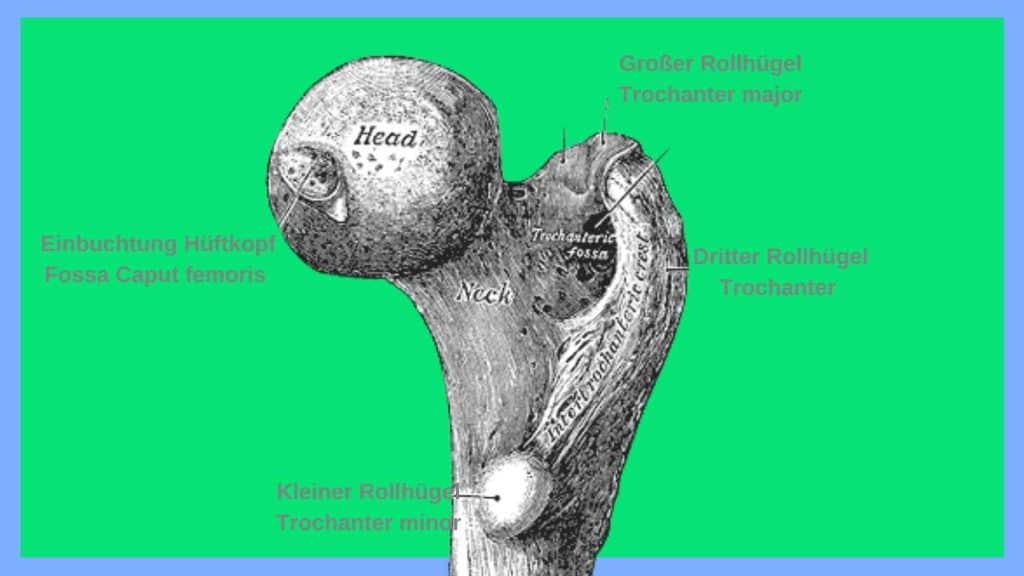 Femur proximal mit Trochanter major und minor