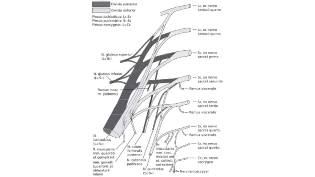 Auch die kleinen Beckennerven (sakrale Spinalnerven und der Sacralplexus) können komprimiert werden beim Piriformis Syndrom.