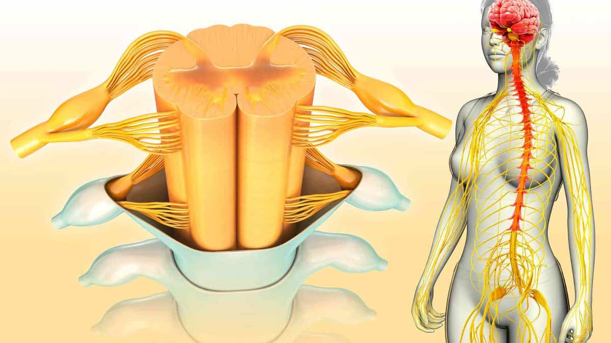 Interkostalneuralgie: Wenn ein Schmerz um die Brust zieht 2