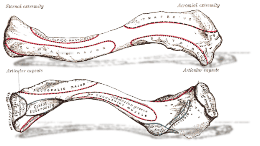 Das Schlüsselbein von oben und unten aus einem alten Anatomiebuch mit seinen verschiedenen Gelenkflächen, Muskelansätzen und seiner tollen "S" Form. 