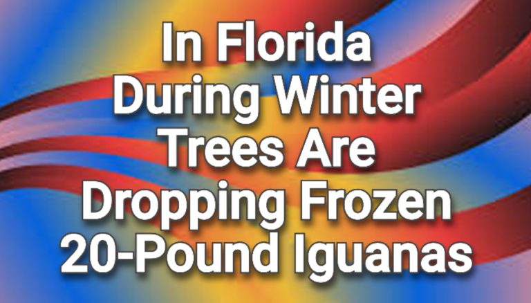 In Florida During Winter Trees Are Dropping Frozen 20-Pound Iguanas