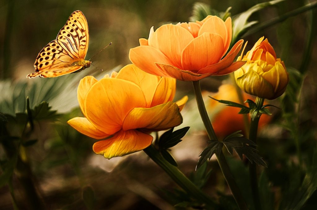 El Amor y la Mariposa del Destino