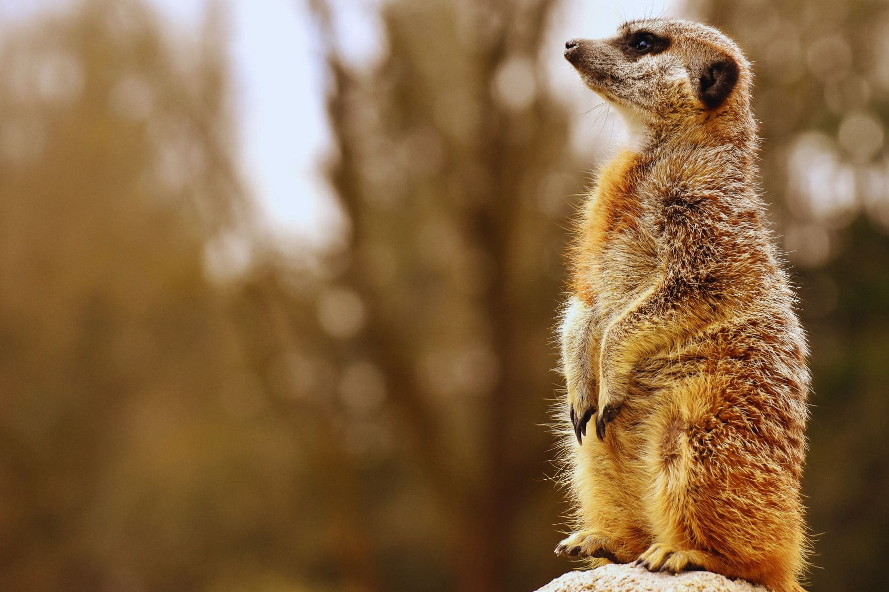 Ein Erdmännchen im Leipziger Zoo. Das beste Ausflugsziel für Kinder