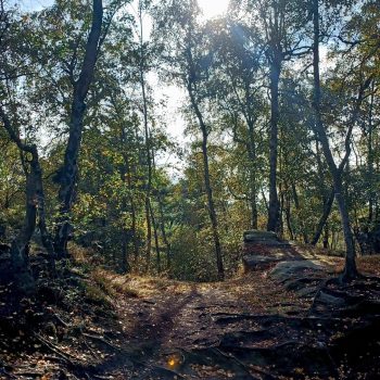 Ein Wanderweg im Wald in der Sächsischen Schweiz