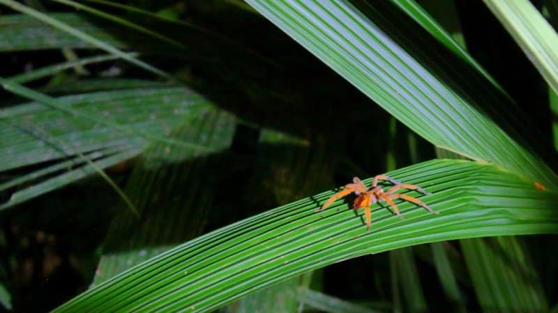 Brasiliansk-vandreedderkop-i-Tortuguero-Nationalpark