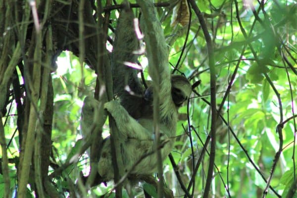 Dovendyr-i-Costa-Rica