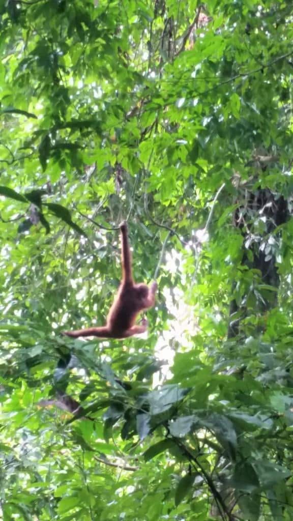 Orangutang i solen