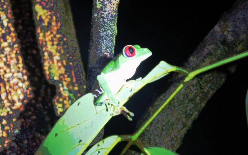 Costa Rica rødøjet løvfrø