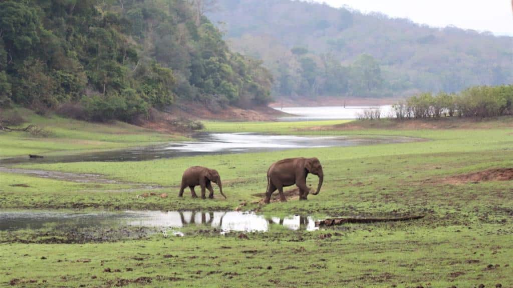 Elefanter i Periyar Indien