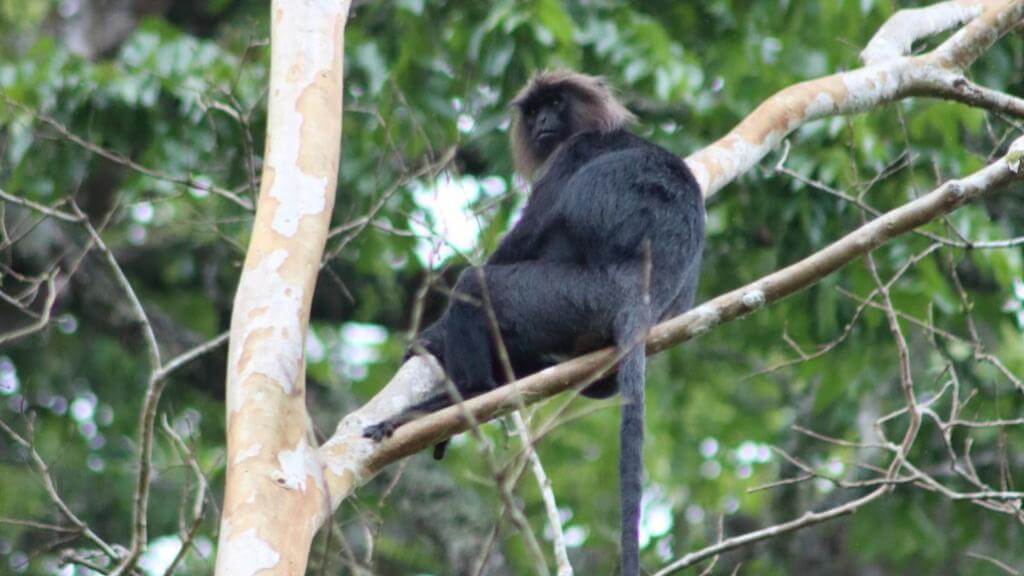 Nilgiri Langur i Periyar Nationalpark Indien