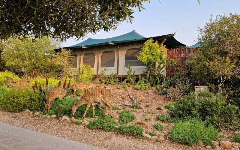Buffelsdrift Game Lodge Sydafrika