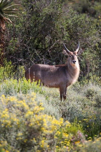 Dyr på buffelsdrift game lodge