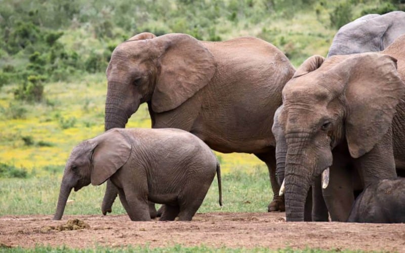 Elefanter i Addo Elephant park Sydafrika