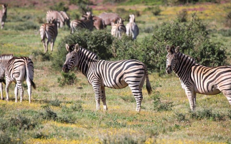 Zebra Addo Elephant park