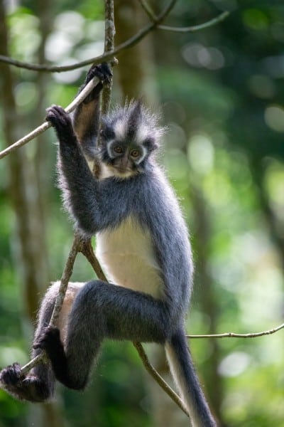Thomas Leaf Monkey