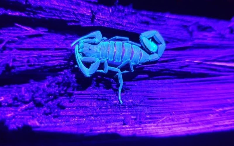 Skorpion i UV lys