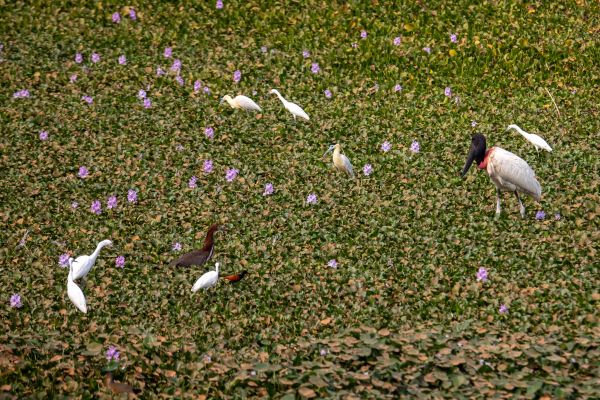 Fugleliv i Pantanal