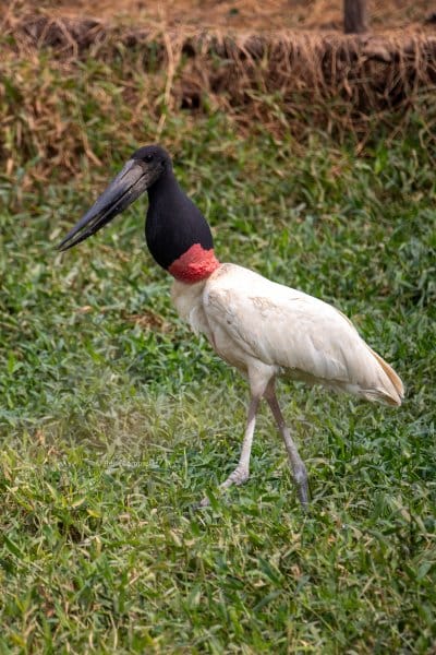 Jabiru stork Pantanal