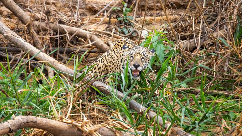 Jaguar smiler på safari i Brasilien