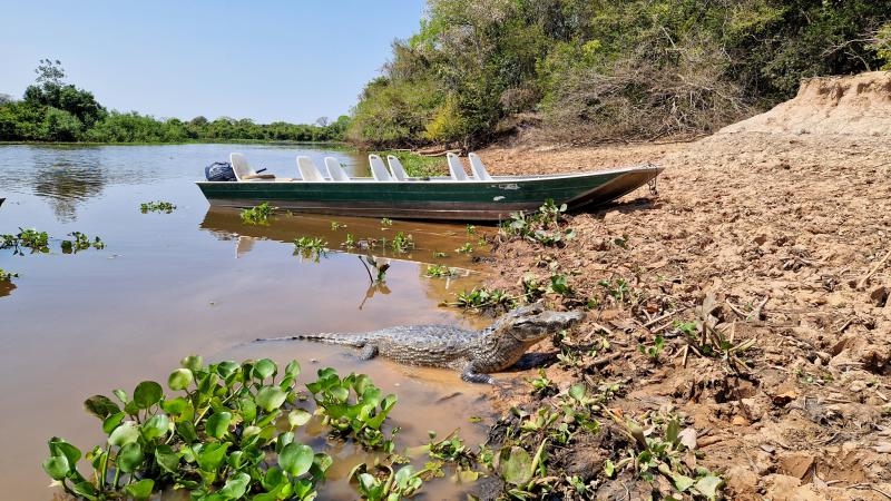 På jaguar safari Brasilien - Pantanal
