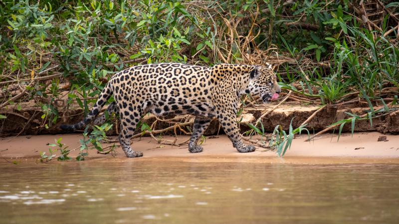 På jaguar safari Pantanal Brasilien