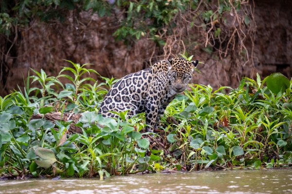 Safari Pantanal Brasilien
