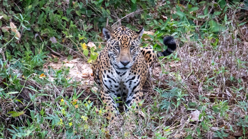 Tainara-jaguar-safari-Brasilien