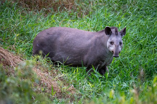 Tapir Brasilien