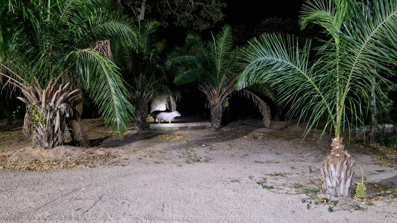 Tapir i Pantanal