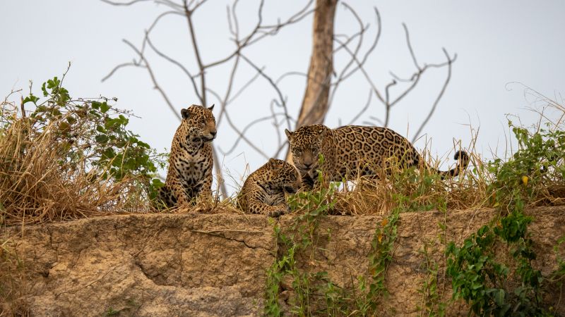 Tre flotte jaguarer Pantanal