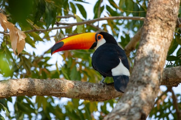 Tukan Pantanal