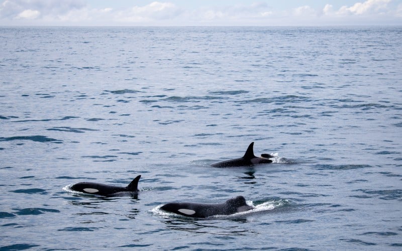 familiegruppe af spækhuggere ved island