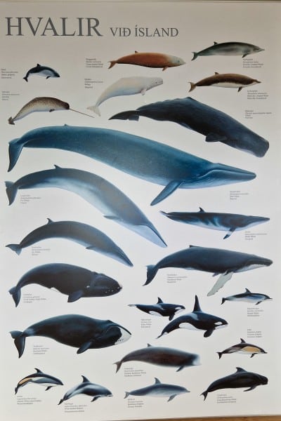 Hvaler ved Island plakat