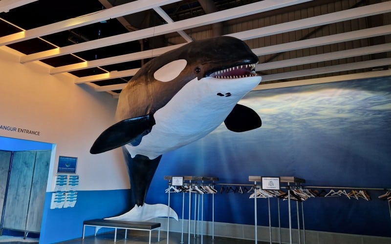 Model af Keiko fra Free Willy