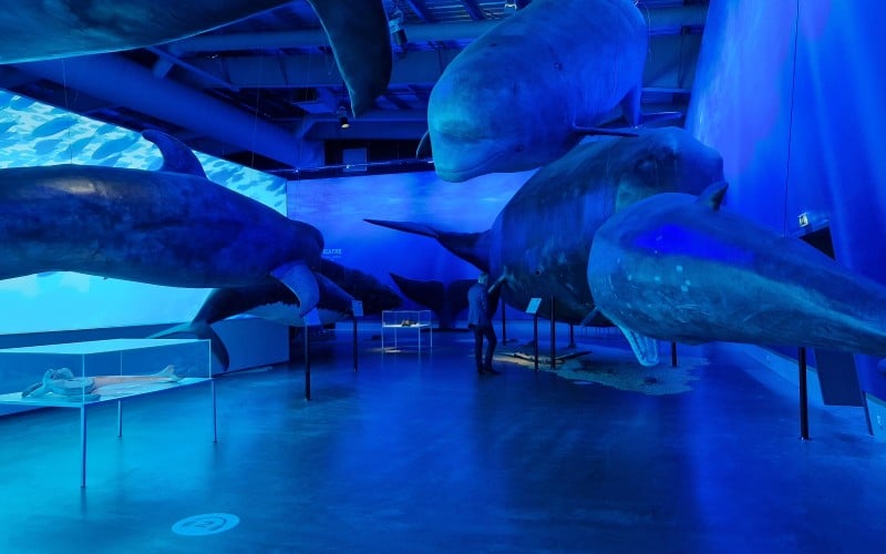 Udstillingen hos Whales of Iceland