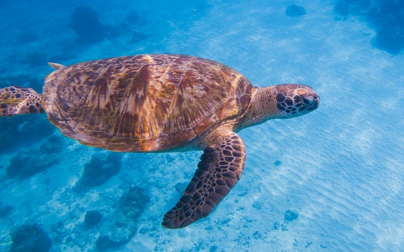 similan øerne snorkling thailand
