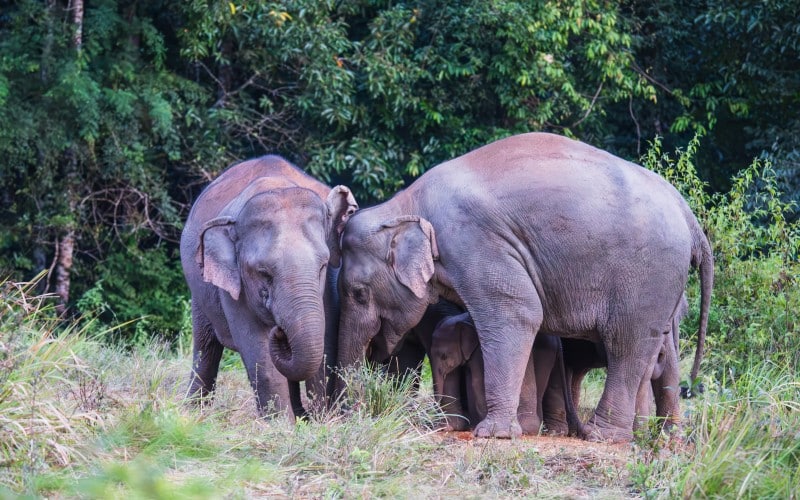 Khao Yai Nationalpark Thailand
