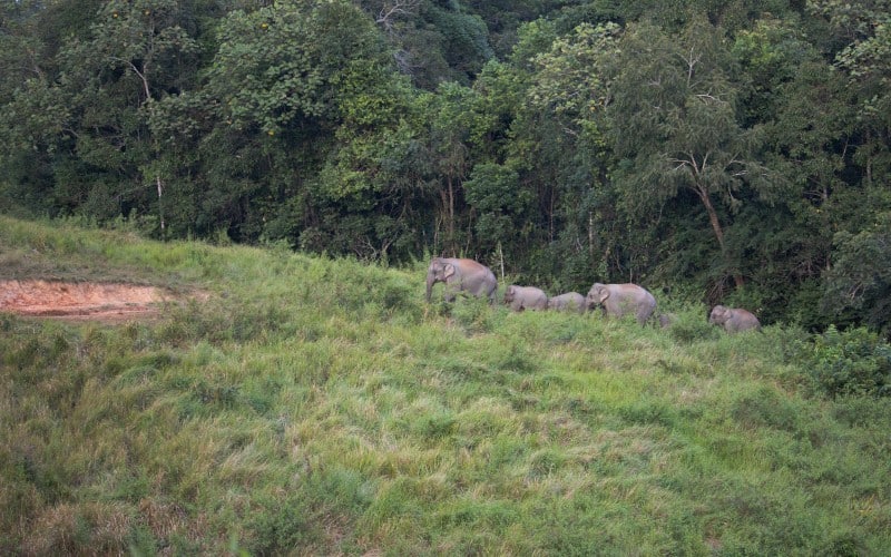 holder afstand til de vilde elefanter i khao yai nationalpark
