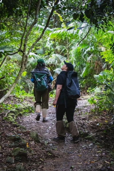 på jungle trail i khao yai nationalpark