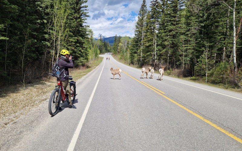 tykhornsfår på bow valley parkway